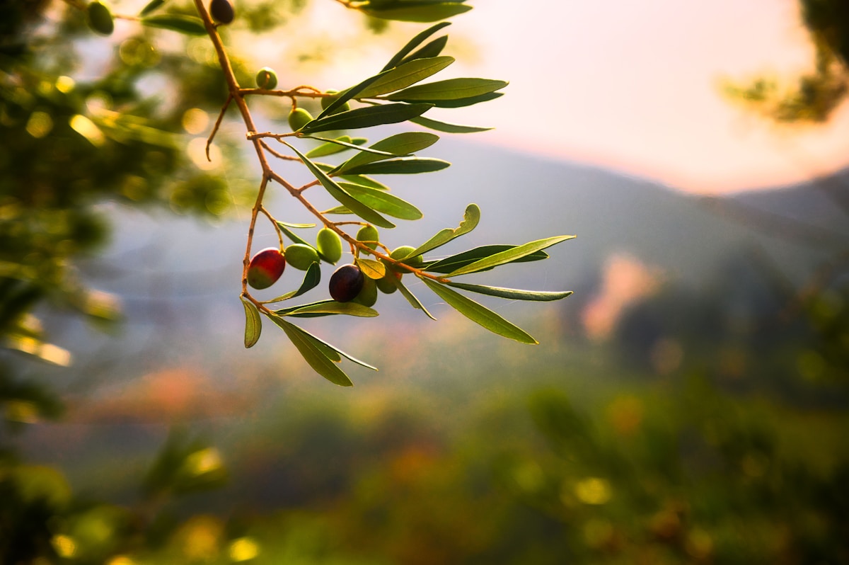 Zeytin ürünleri